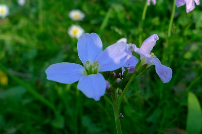 c0153740_4263732.jpg