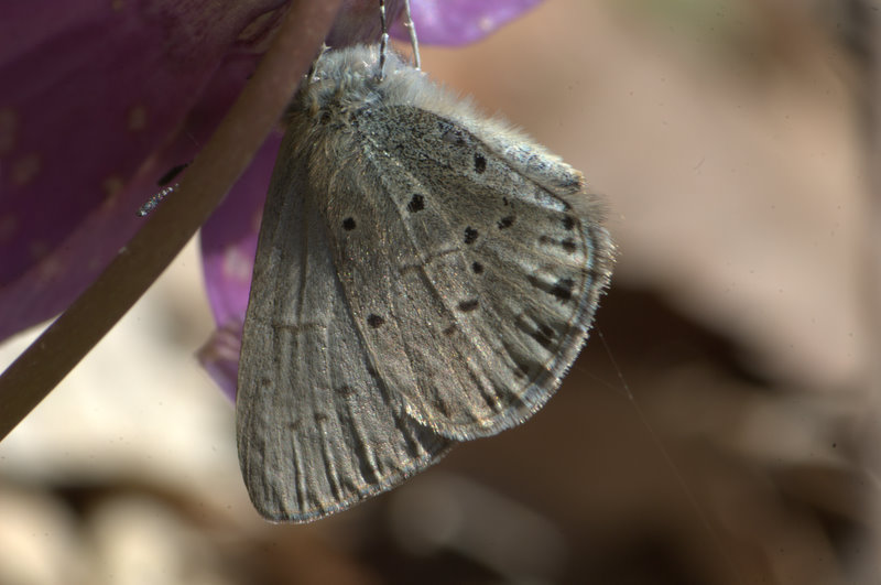 d0098057_541237.jpg