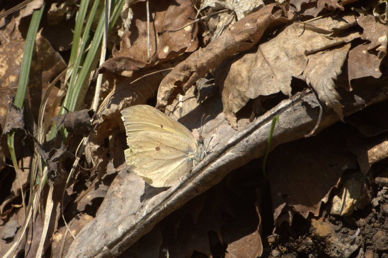 d0098057_55556.jpg