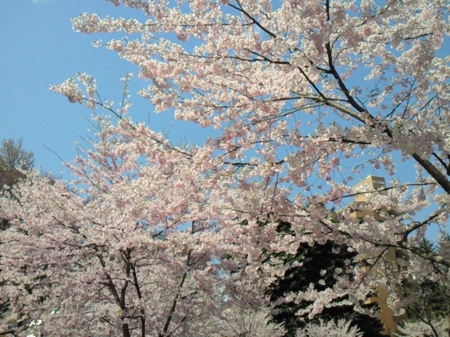 e0196261_11344728.jpg