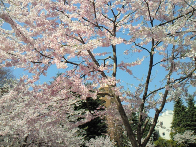 e0196261_11352092.jpg