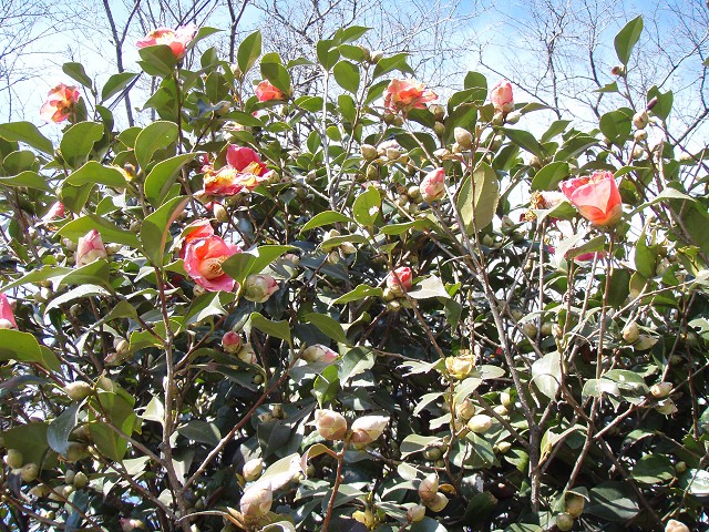 b0004675_19453486.jpg