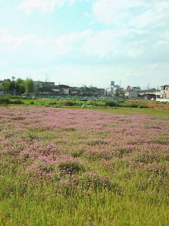 a0116578_8173698.jpg