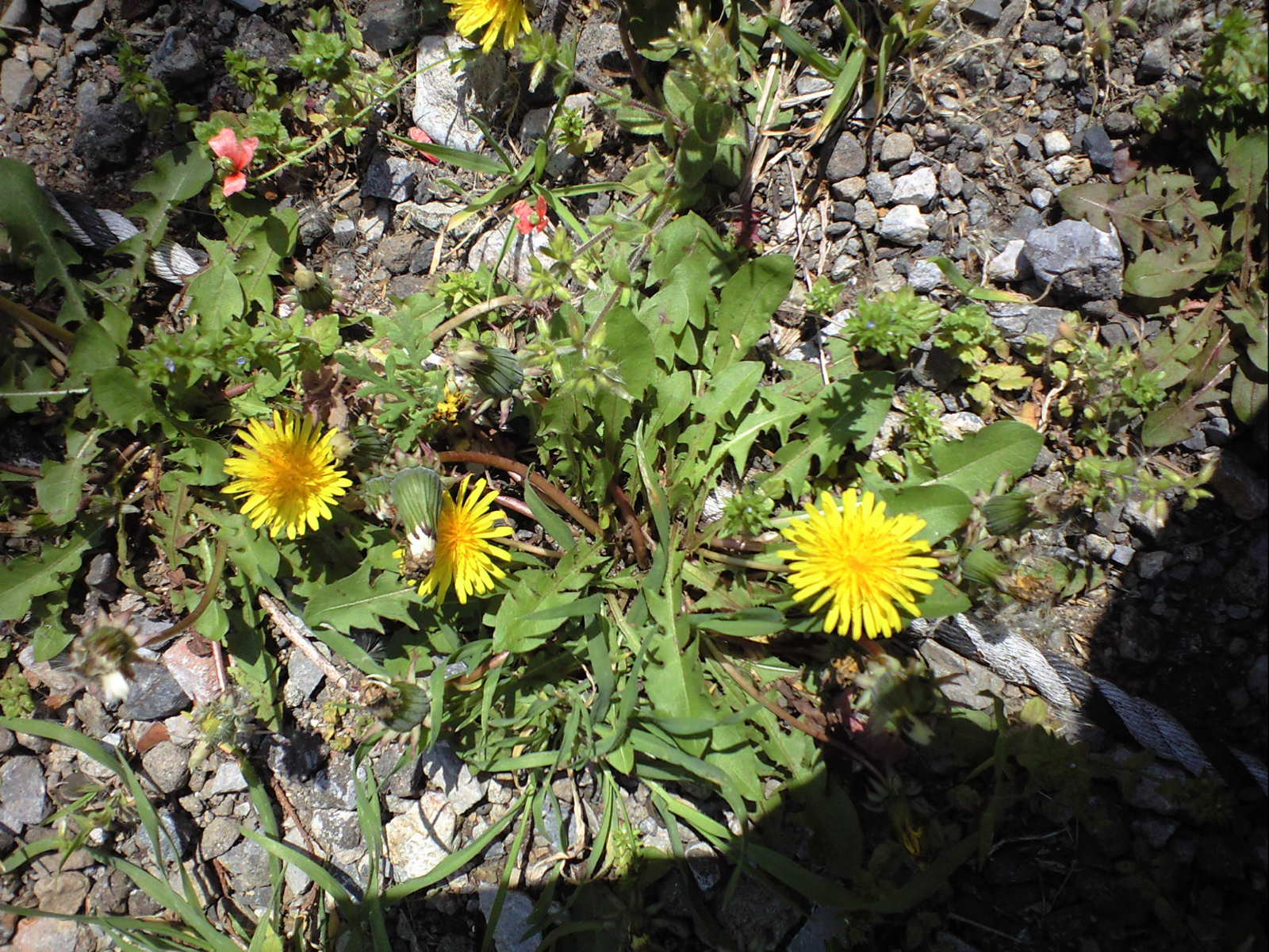 a0152078_20214499.jpg