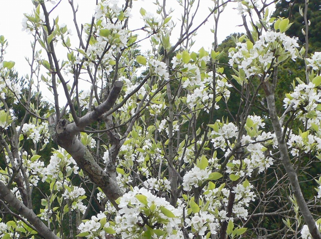 b0042882_2051535.jpg
