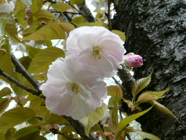 e0145782_20102630.jpg