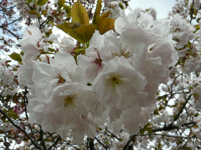 e0145782_2010282.jpg