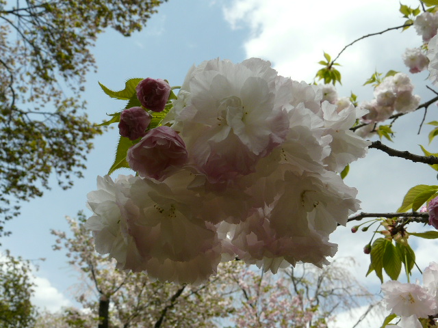 e0145782_20114322.jpg