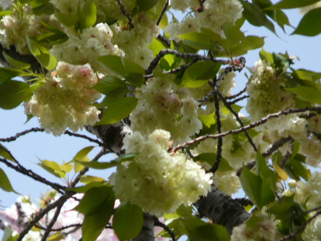 e0145782_20123375.jpg