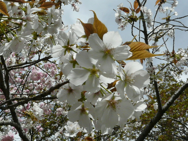 e0145782_20131951.jpg