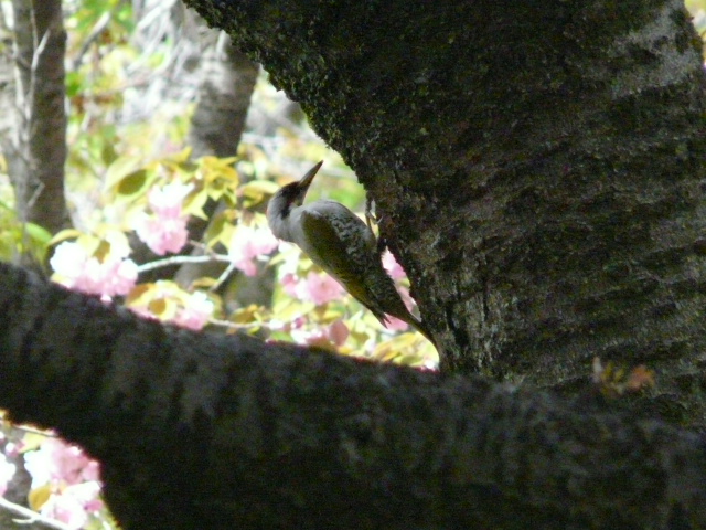 e0145782_20144945.jpg