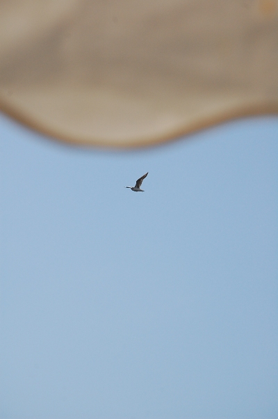 b0143983_8214166.jpg