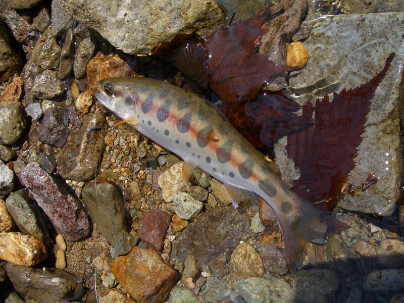 b0172805_1021030.jpg