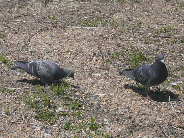 e0026017_1054222.jpg