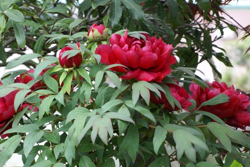 c0042418_922720.jpg