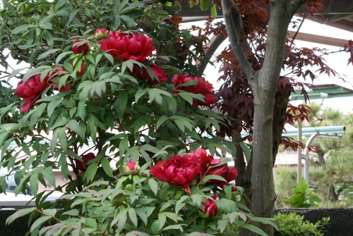 c0042418_98170.jpg