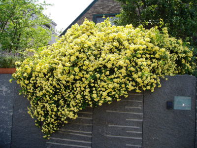 e0134032_21331773.jpg