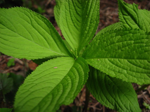 c0179351_18414161.jpg