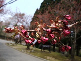 c0208355_1262365.jpg