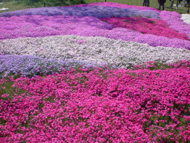 d0093462_10373923.jpg