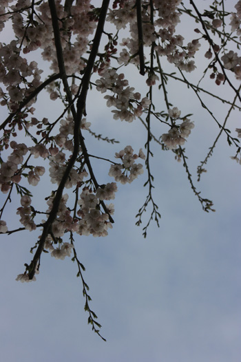 c0027369_8244940.jpg