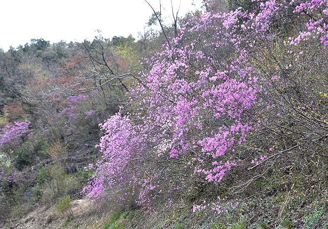 f0198771_1101527.jpg