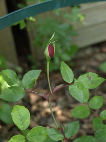 b0026408_15866.jpg