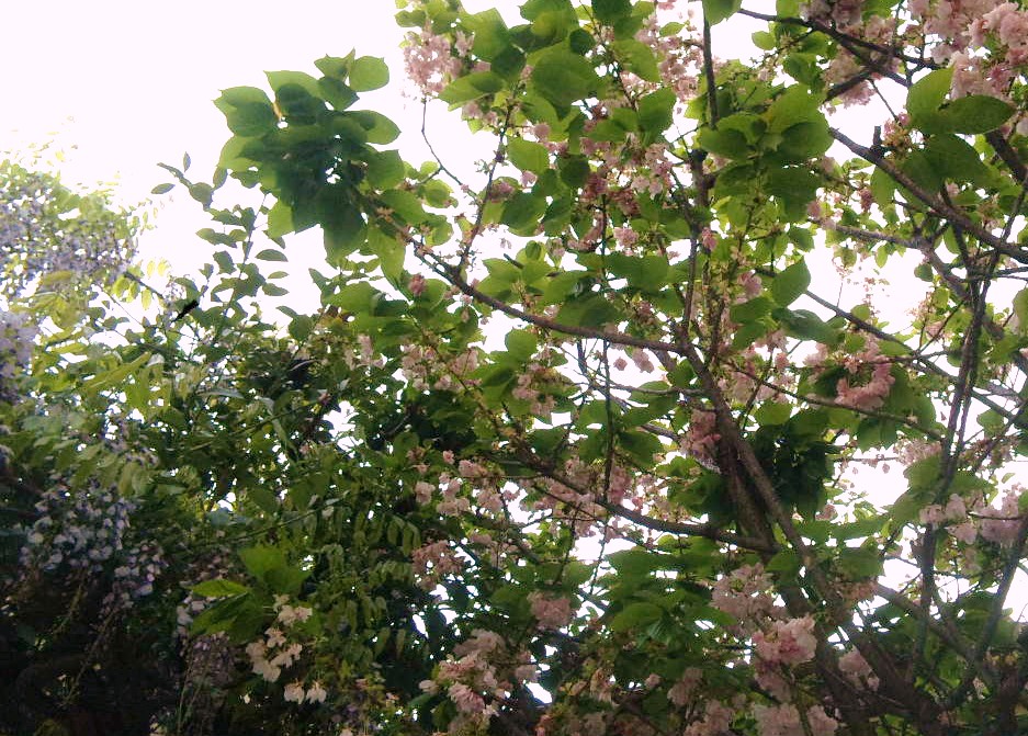 a0098418_21131299.jpg