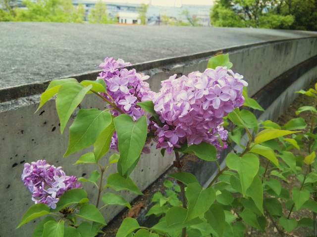 a0098418_2165621.jpg