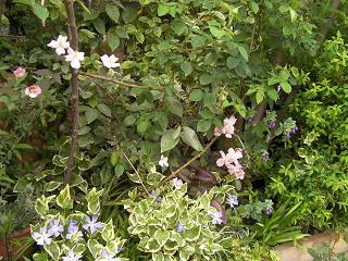 c0204121_1013721.jpg