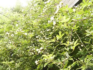 c0204121_839261.jpg
