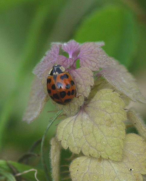 d0091754_1132293.jpg