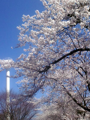 c0050264_1148459.jpg