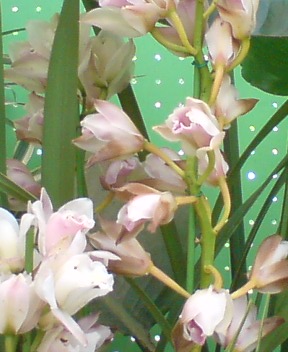 c0113585_955139.jpg
