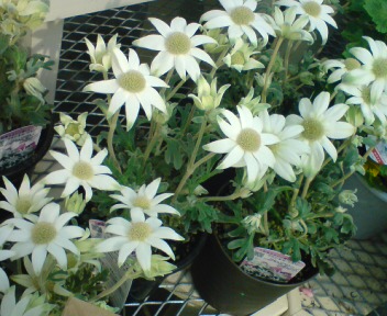 c0113585_983655.jpg