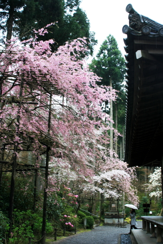 f0093592_2053668.jpg