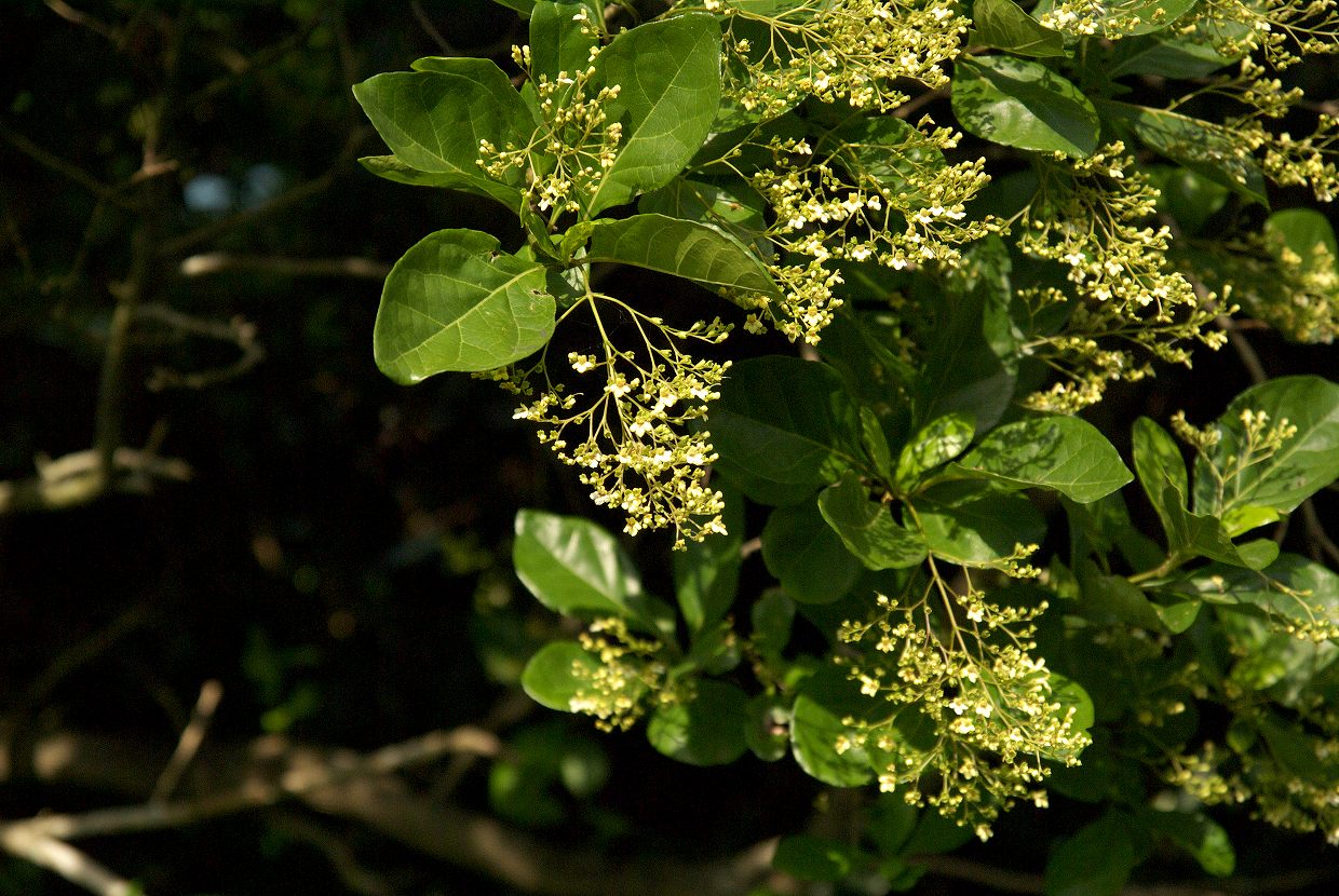 b0174905_5404693.jpg