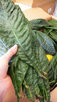 f0238409_16295044.jpg