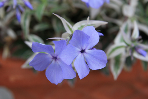 e0102713_635820.jpg