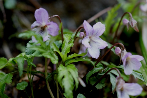 c0042418_8413762.jpg