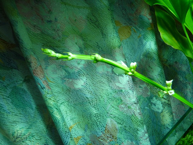 a0121134_17525283.jpg