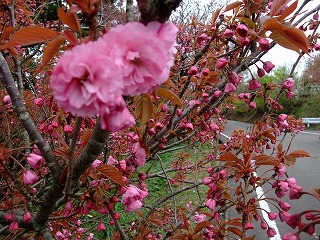 c0208355_12164898.jpg