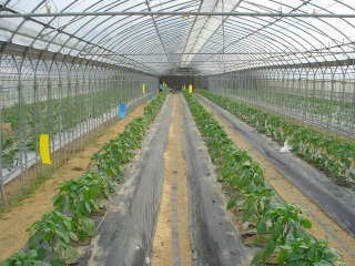 f0055264_1532895.jpg