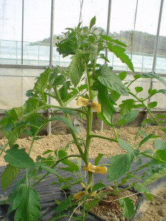 f0055264_2313367.jpg