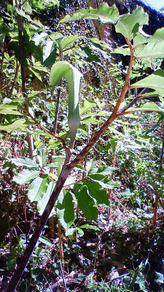 a0130586_21432512.jpg