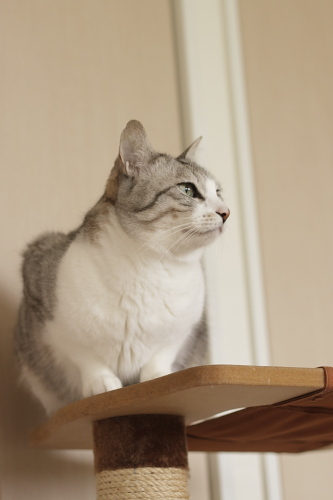外は暖かいのかな? 猫タワーから首をのばすお坊ちゃん