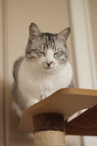 温かいササミが食べたい ひもじい感を精一杯表現しているお坊ちゃん