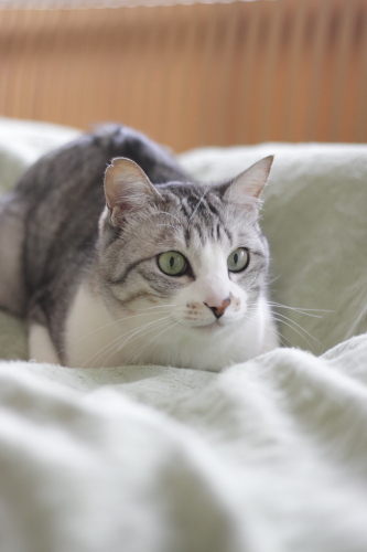 今度は大丈夫 気を取り直してやる気をみせるお坊ちゃん