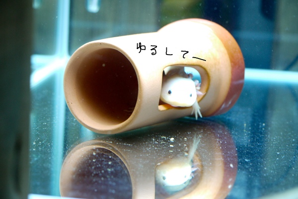 c0225297_66398.jpg