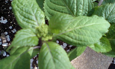 d0054704_1251228.jpg
